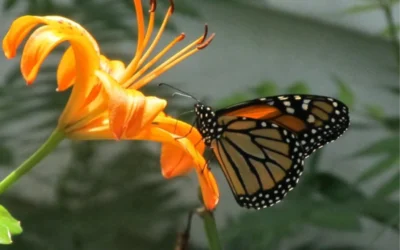 Butterfly Gardens